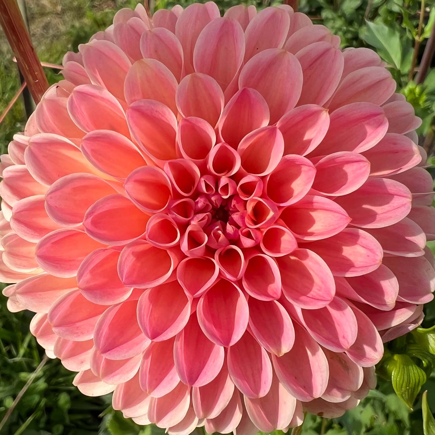 late dahlia tuber, late dahlia bulb, late dahlia flower