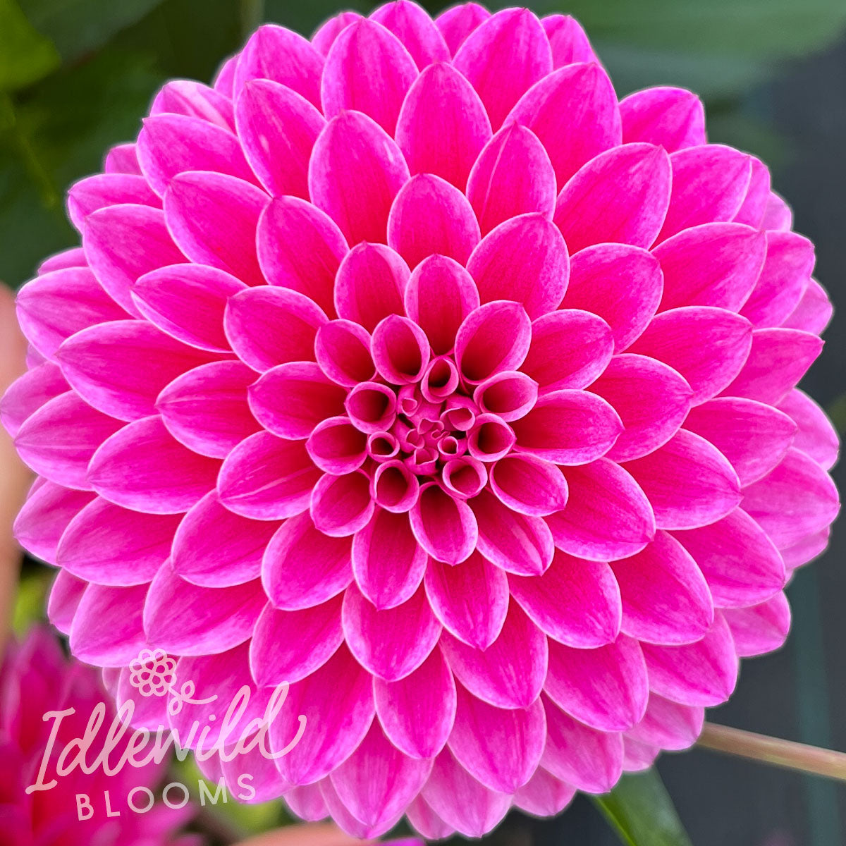 Lavadandy dahlia bulb, Lavadandy dahlia flower, Lavadandy dahlia tuber