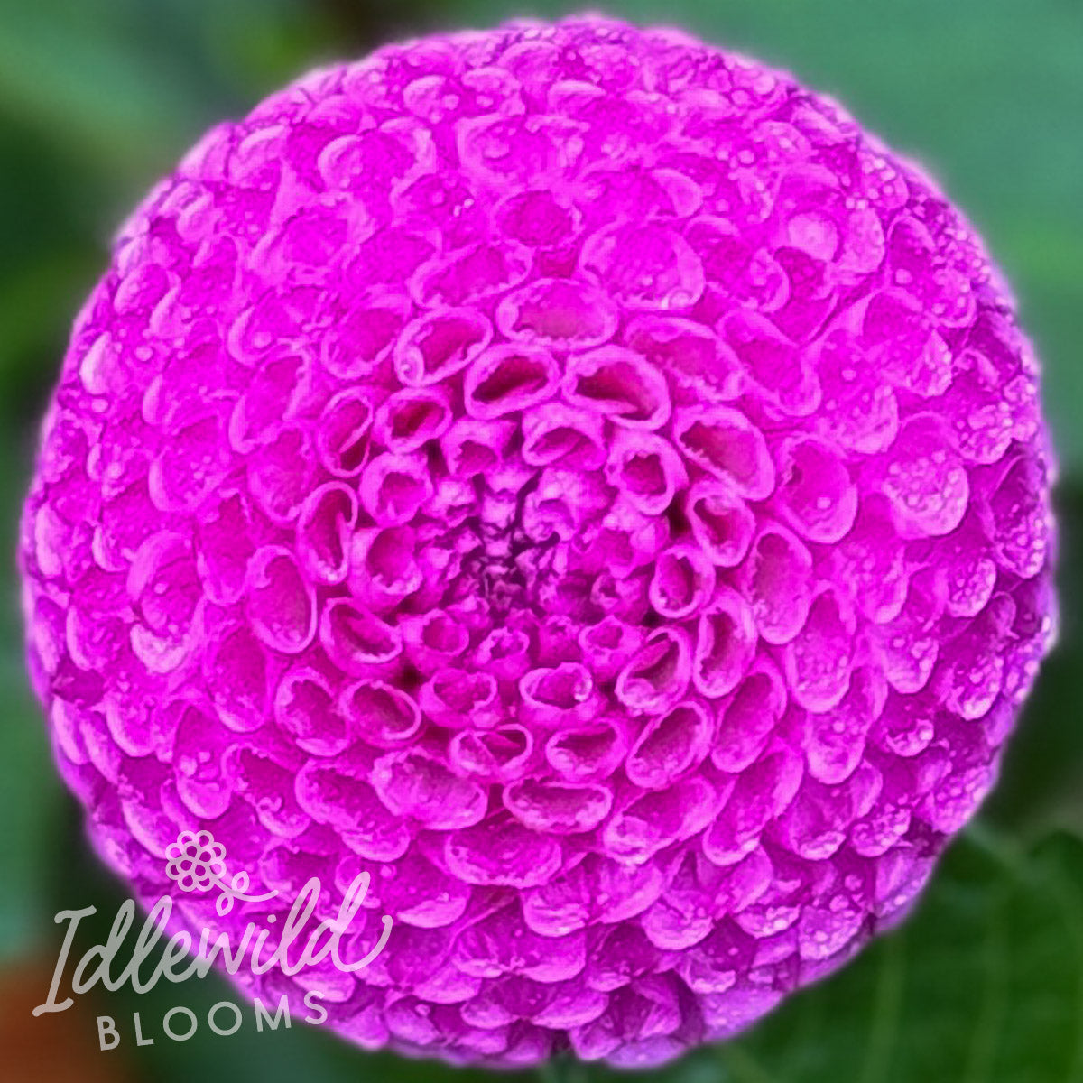 Lilac Willo dahlia tuber, Lilac Willo dahlia flower, Lilac Willo dahlia bulb