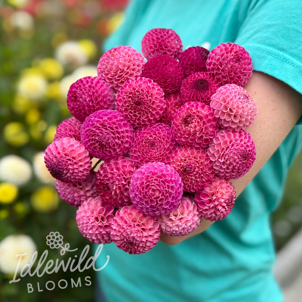 Lismore Peggy dahlia bouquet, Lismore Peggy dahlia tubers, Lismore Peggy dahlia bulbs