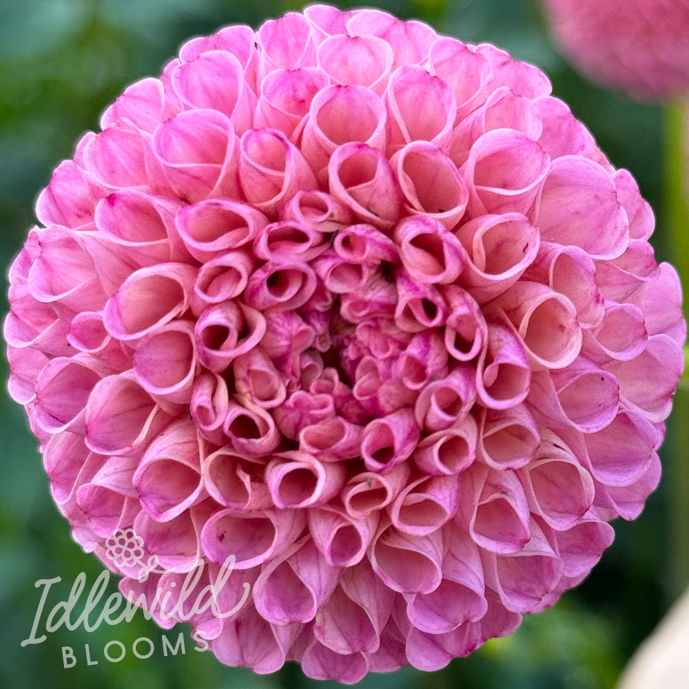 Lismore Peggy dahlia tuber, Lismore Peggy dahlia flower, Lismore Peggy dahlia bulb