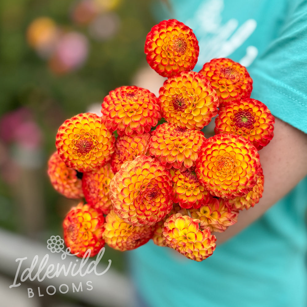 Little Beeswing dahlia bouquet, Little Beeswing dahlia tubers, Little Beeswing dahlia bulb
