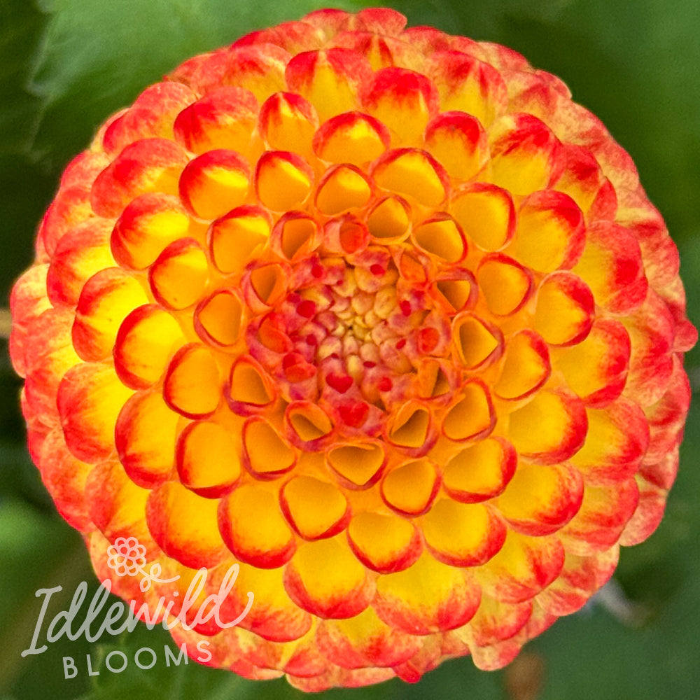 Little Beeswing dahlia tuber, Little Beeswing dahlia flower, Little Beeswing dahlia bulb
