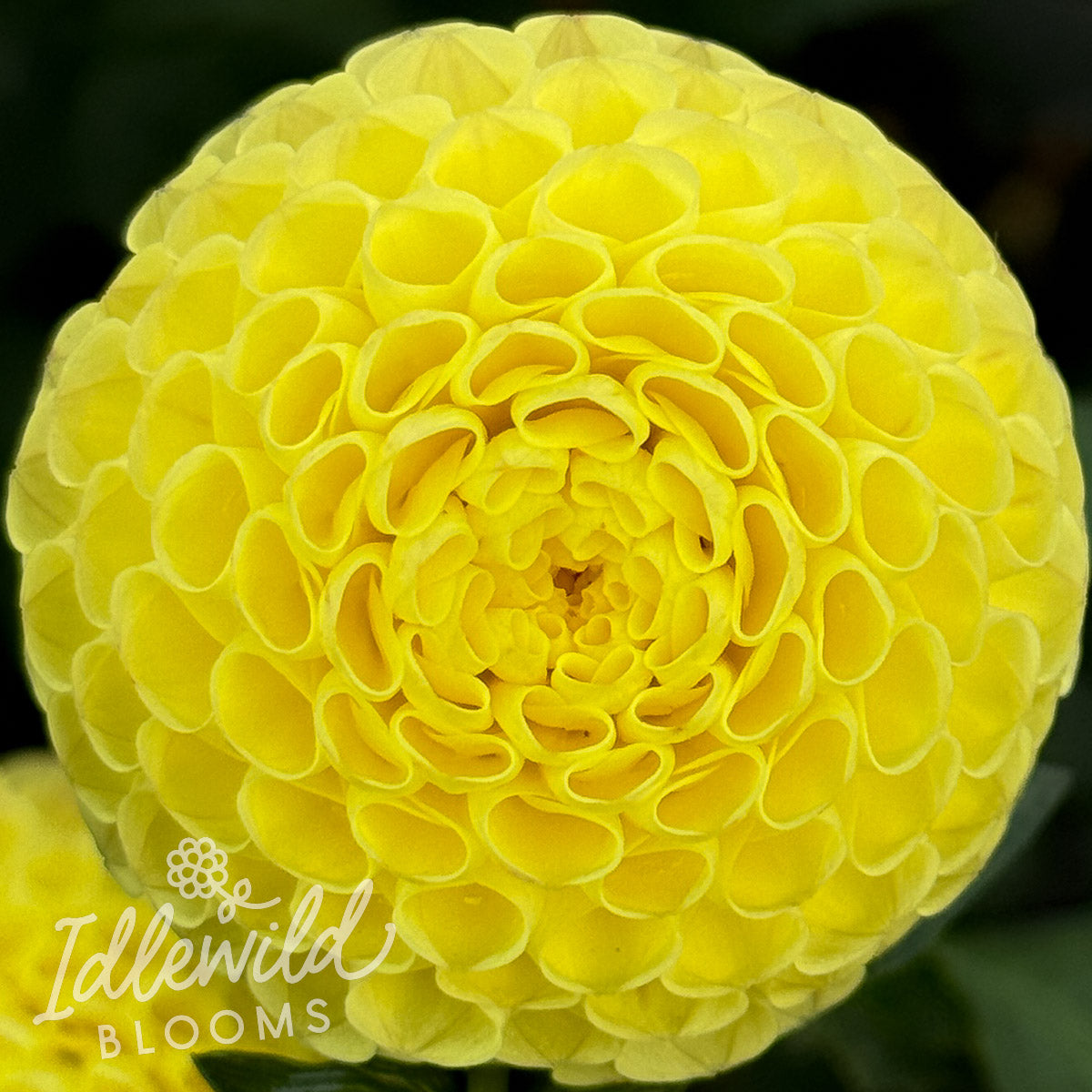 Little Scottie dahlia tuber, Little Scottie dahlia flower, Little Scottie dahlia bulb