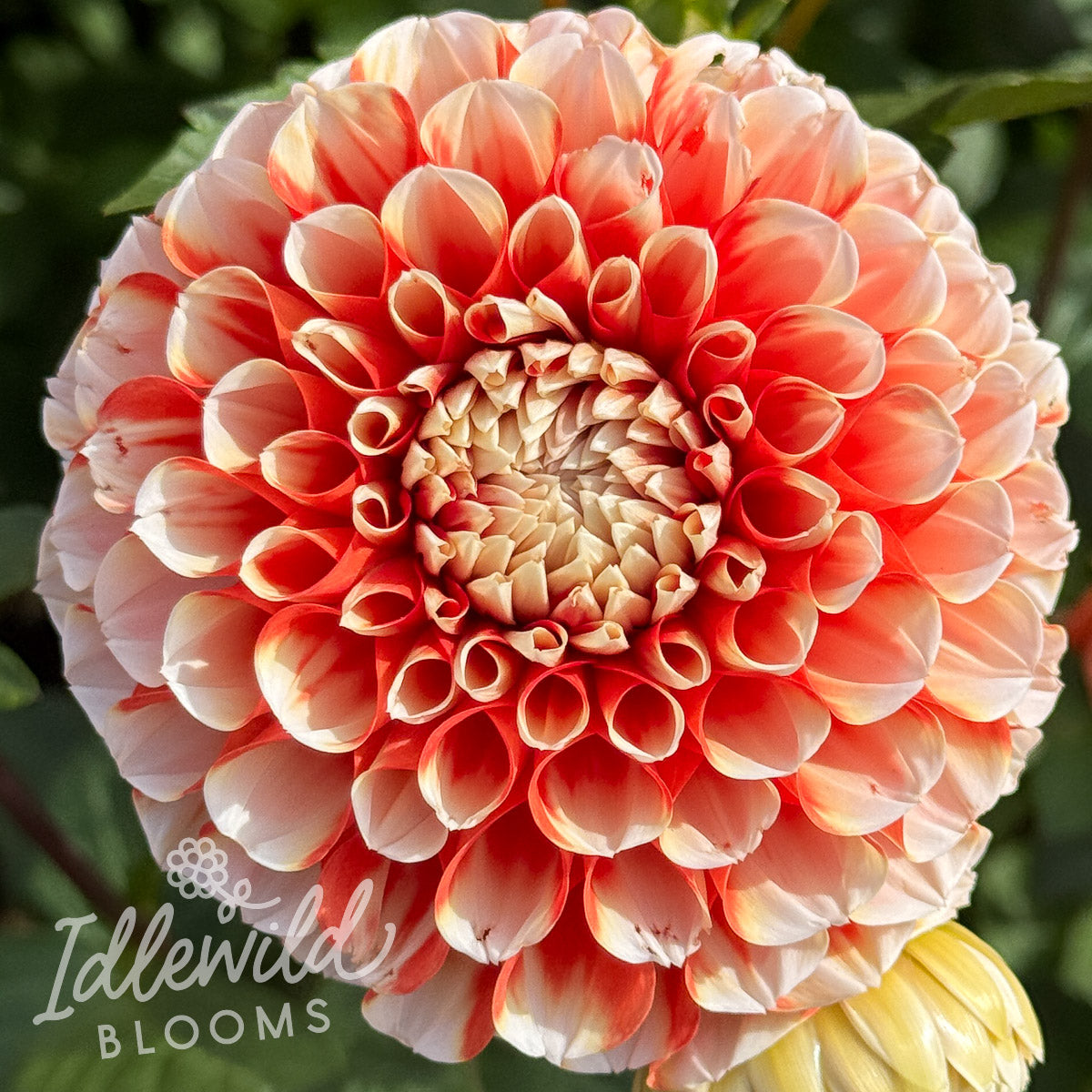 Luan dahlia flower, Luan dahlia bulb, Luan dahlia tuber