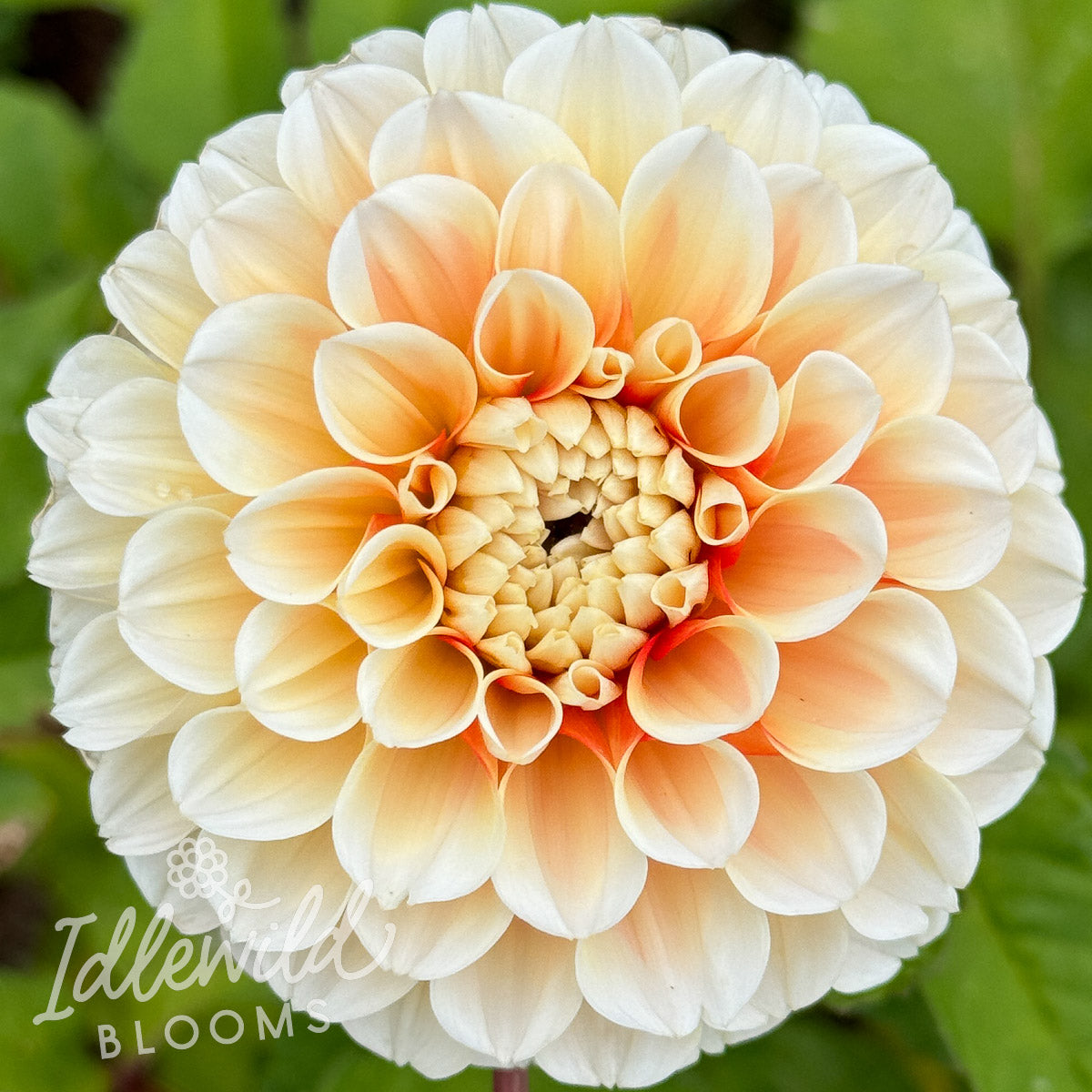 Luan dahlia tuber, Luan dahlia bulb, Luan dahlia flower