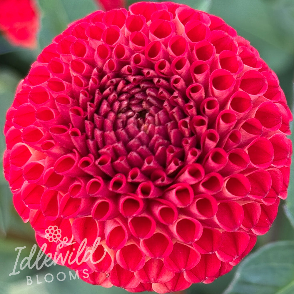 Lupin Britain dahlia tuber, Lupin Britain dahlia flower, Lupin Britain dahlia bulb