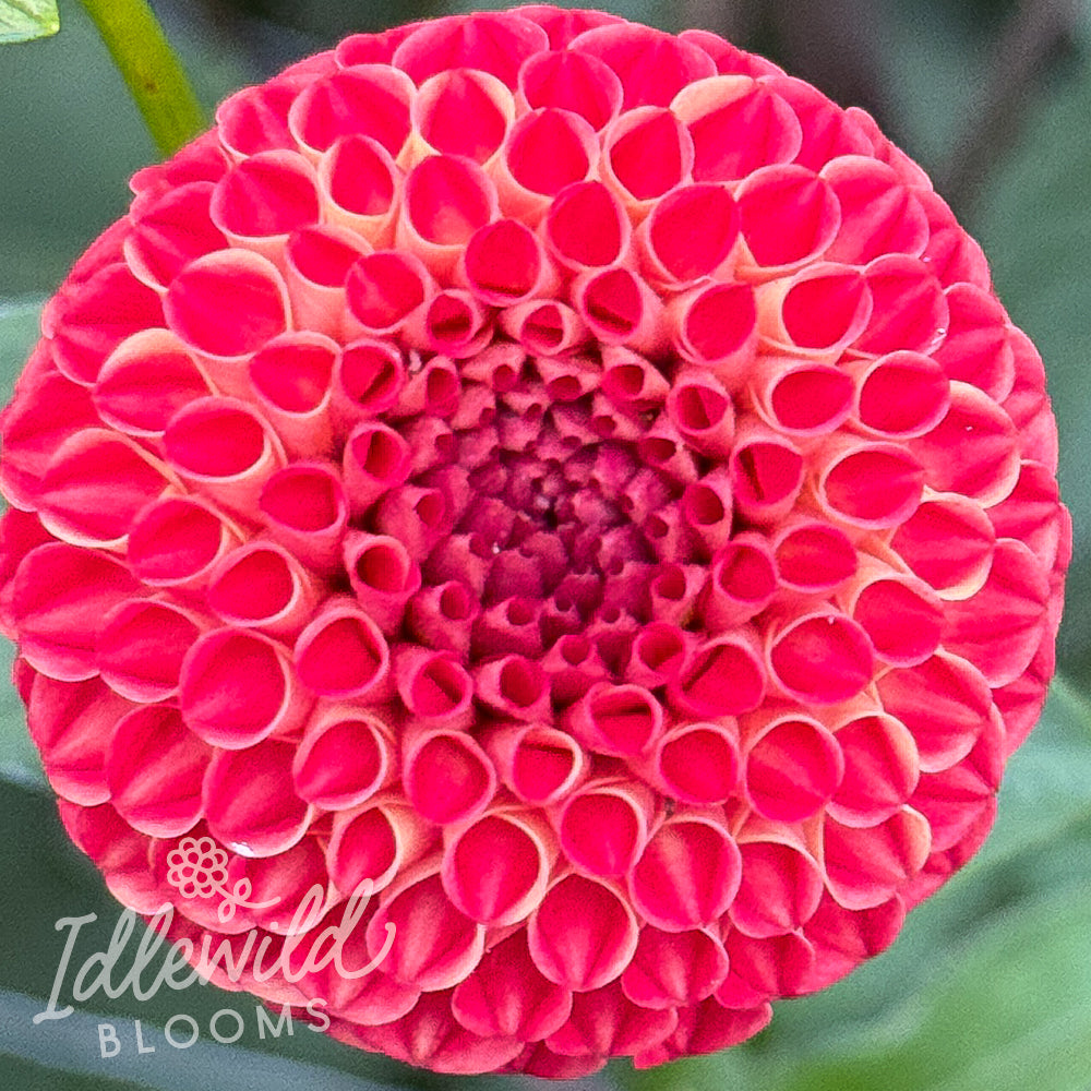 Lupin Britain dahlia tuber, Lupin Britain dahlia flower, Lupin Britain dahlia bulb