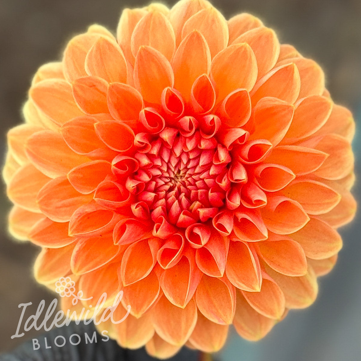 Lyn's Brooke Dahlia Tuber | Lyn's Brooke Flower Bulb & Information
