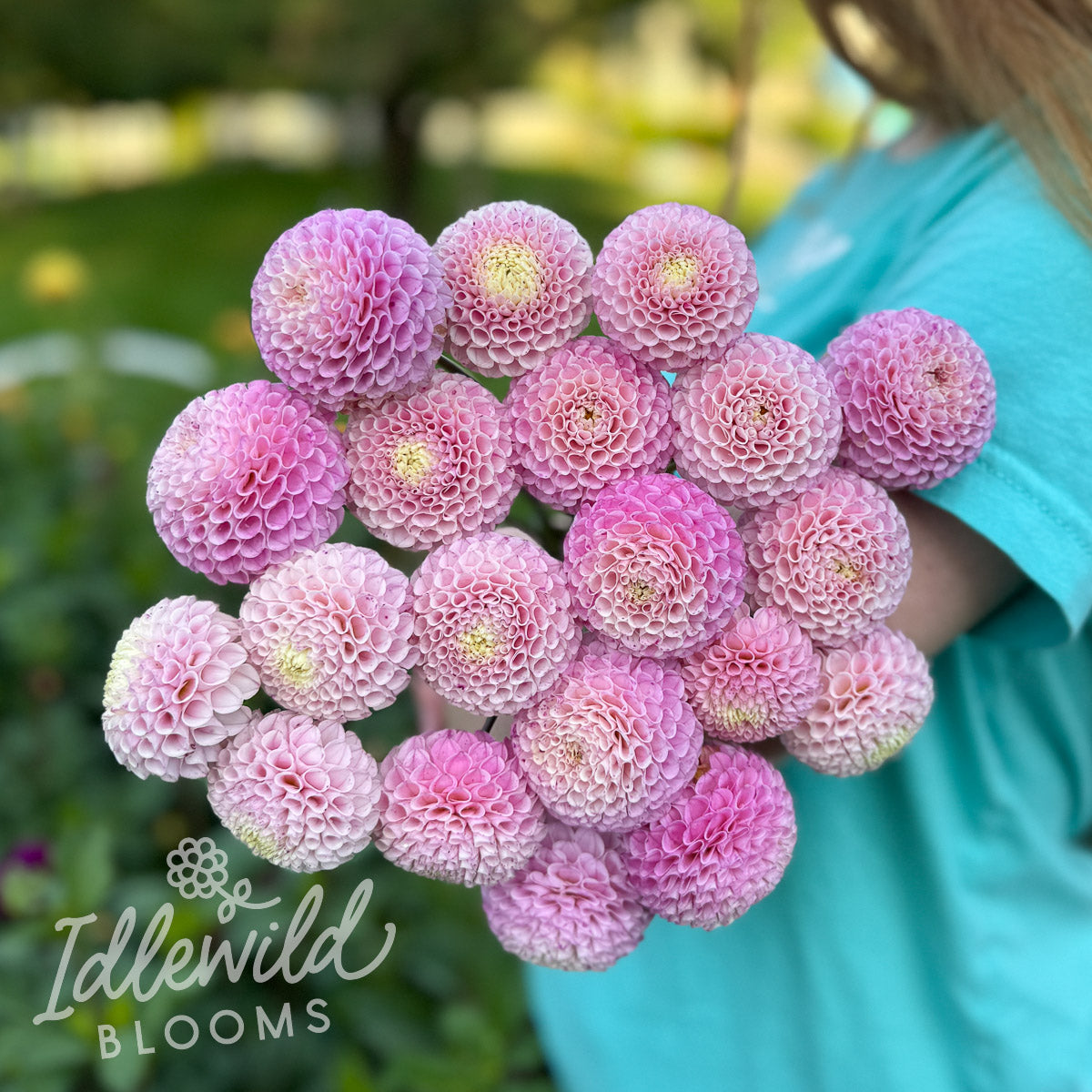 Maaike dahlia tubers, Maaike dahlia bulbs, Maaike dahlia flower bouquet