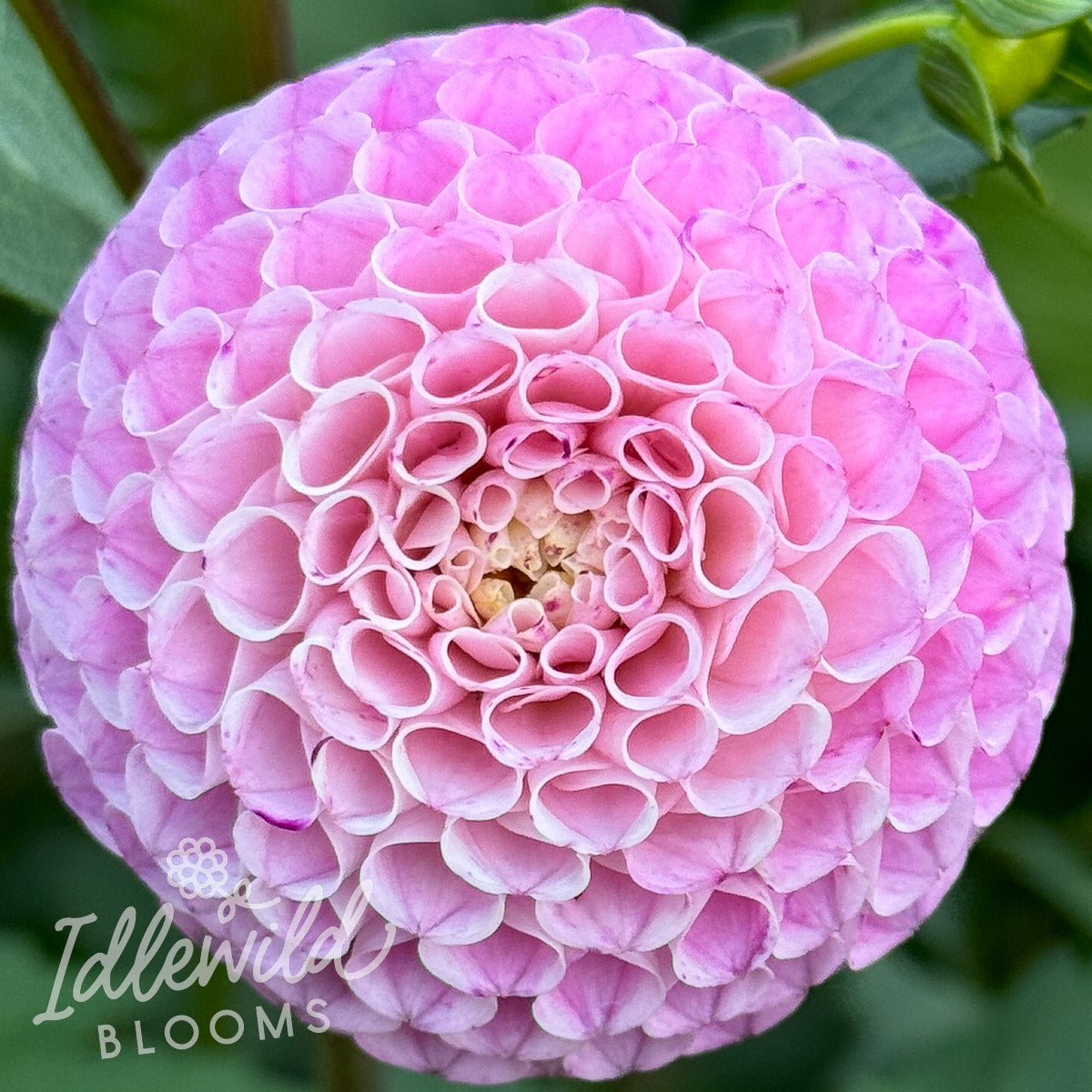 Maaike dahlia tuber, Maaike dahlia flower, Maaike dahlia bulb