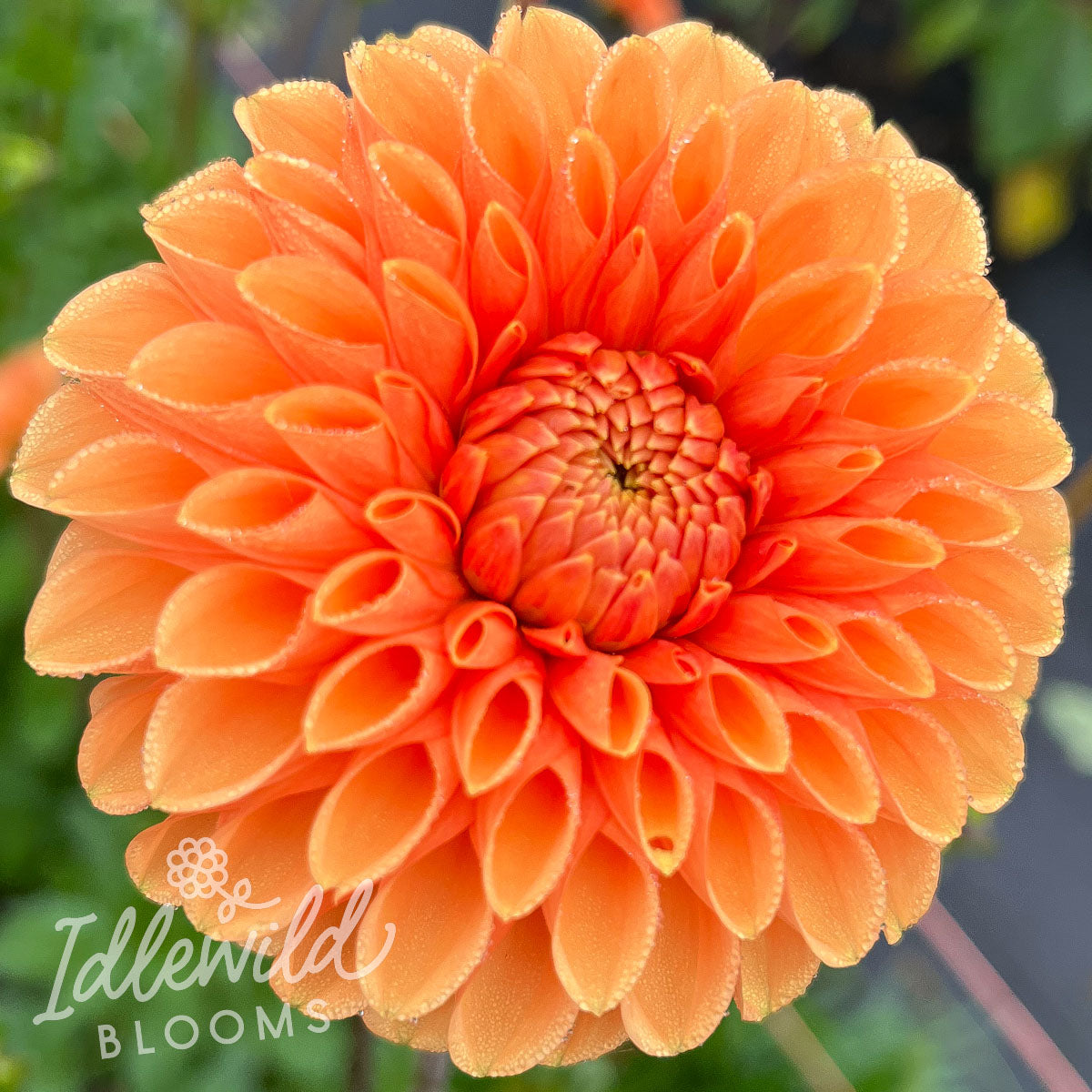 maarn dahlia tuber, maarn dahlia bulb, maarn dahlia flower, sylvia dahlia