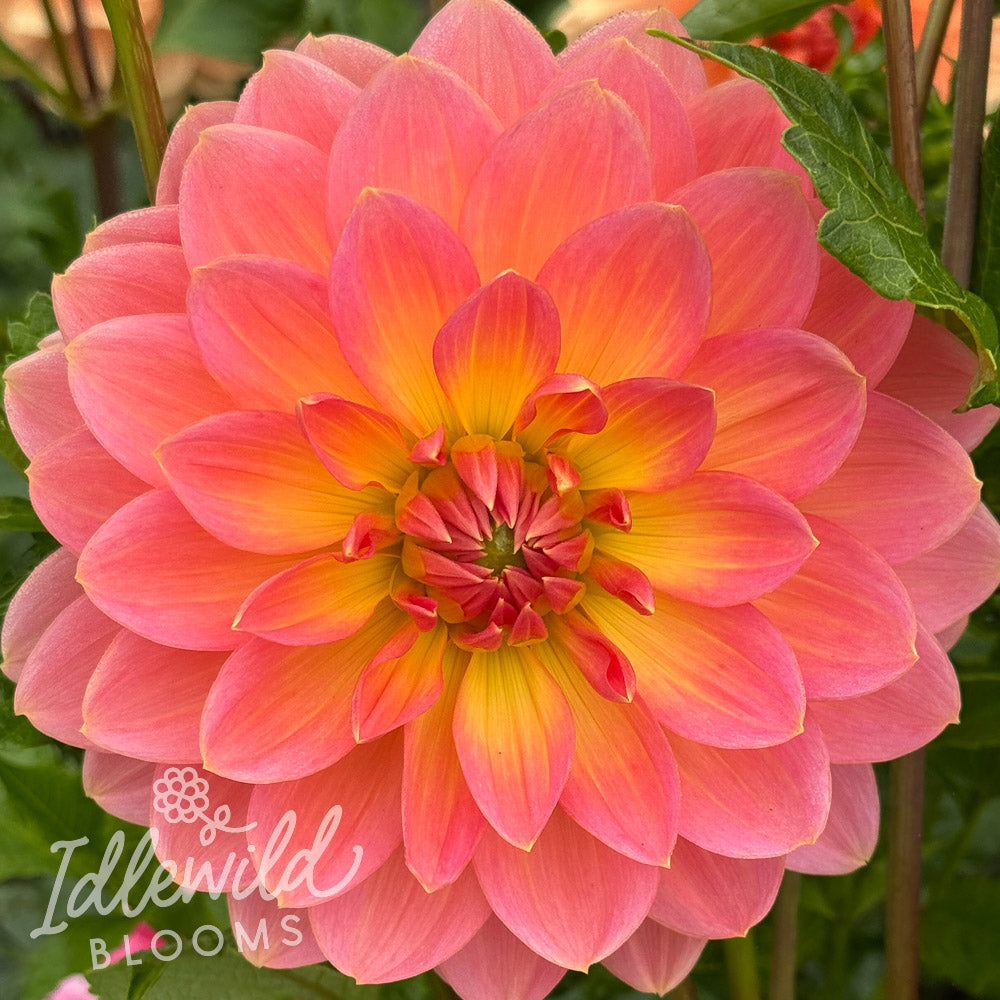 Maks Betty Lyn dahlia tuber, Maks Betty Lyn dahlia flower, Maks Betty Lyn dahlia bulb