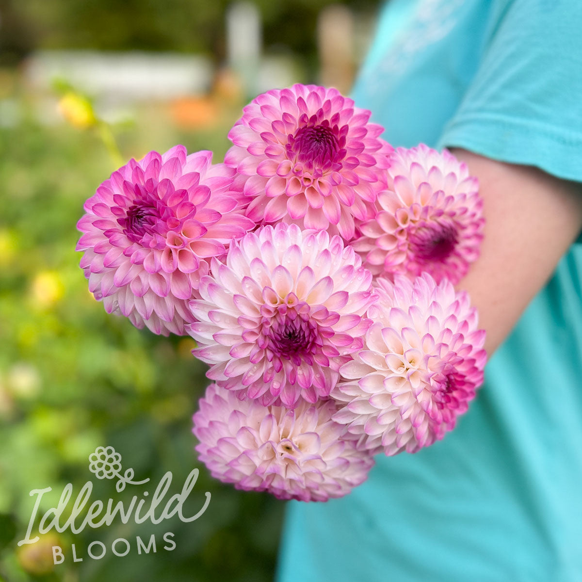 Martina dahlia bouquet, Martina dahlia flowers, Martina dahlia tubers