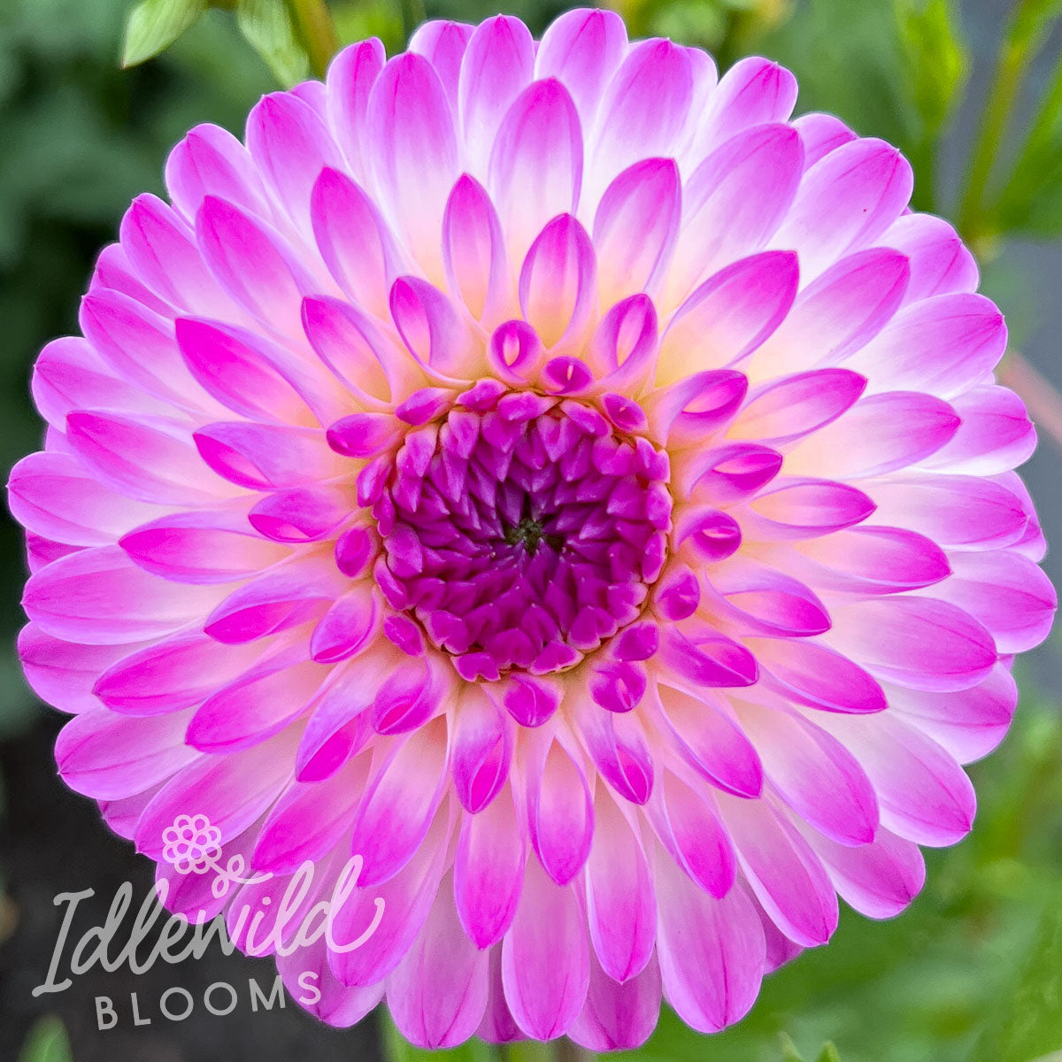 Martina dahlia bulb, Martina dahlia flower, Martina dahlia tuber