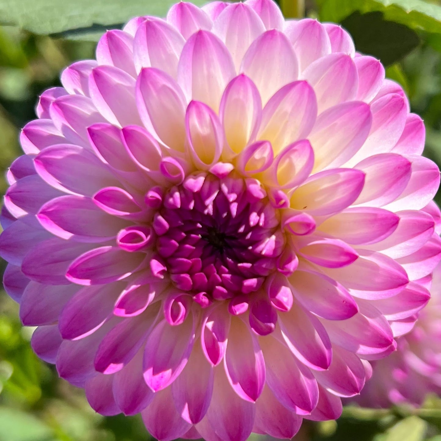 martina dahlia tuber bulb flower