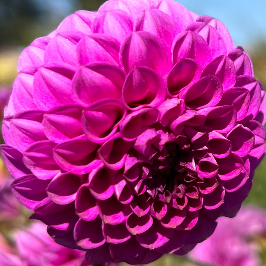 mary munns dahlia tuber bulb flower