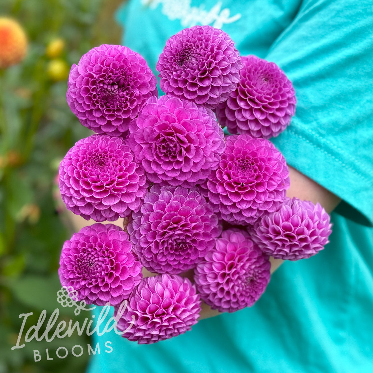 Mary Munns dahlia tubers, Mary Munns dahlia bulbs, Mary Munns dahlia bouquet