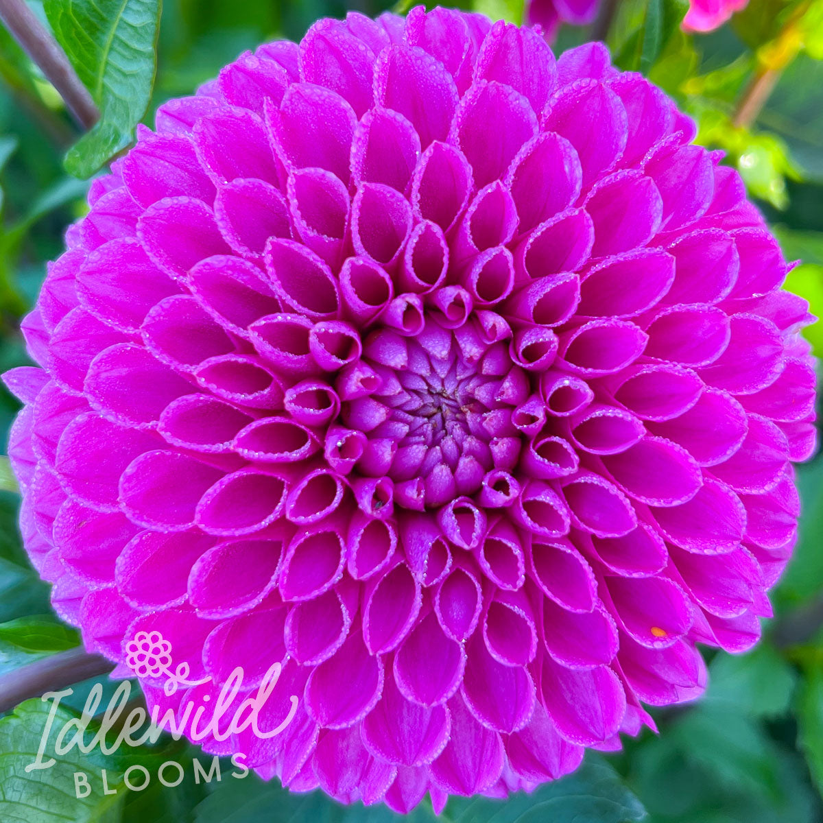 Mary's Jomanda dahlia tuber, Mary's Jomanda dahlia flower, Mary's Jomanda dahlia bulb