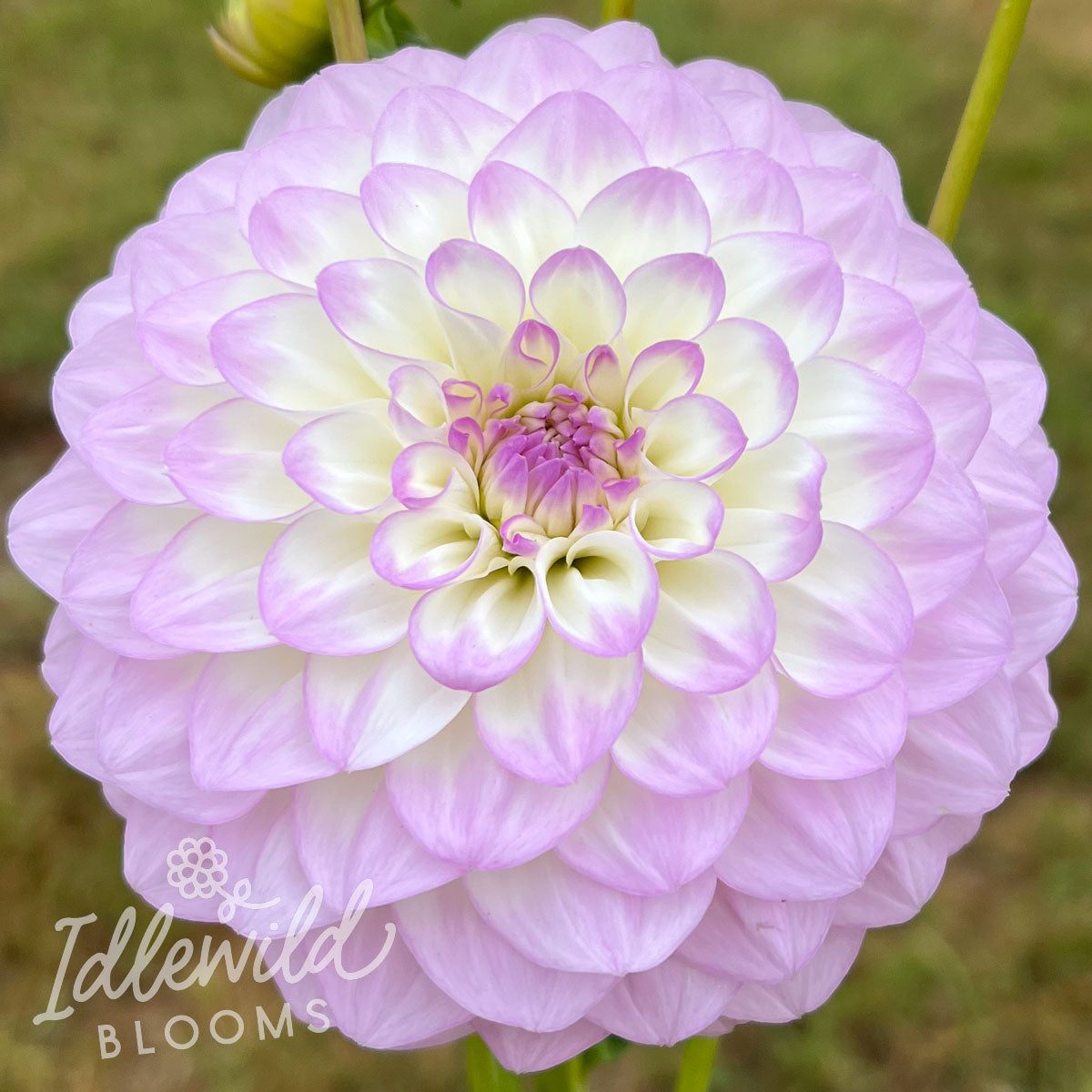 midnight moon dahlia tuber, Midnight Moon dahlia bulb, Midnight Moon dahlia flower