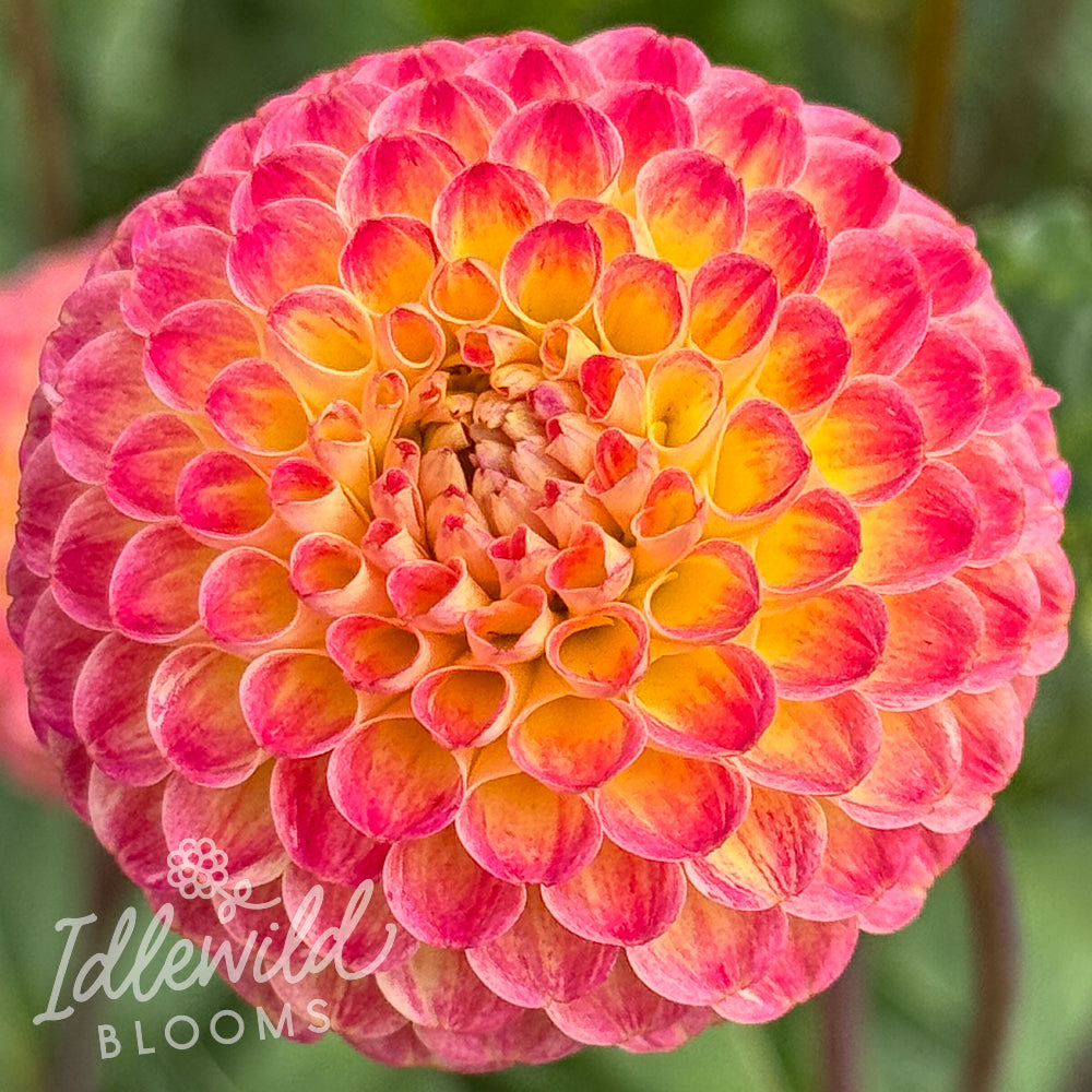 Minley Carol dahlia tuber, Minley Carol dahlia flower, Minley Carol dahlia bulb