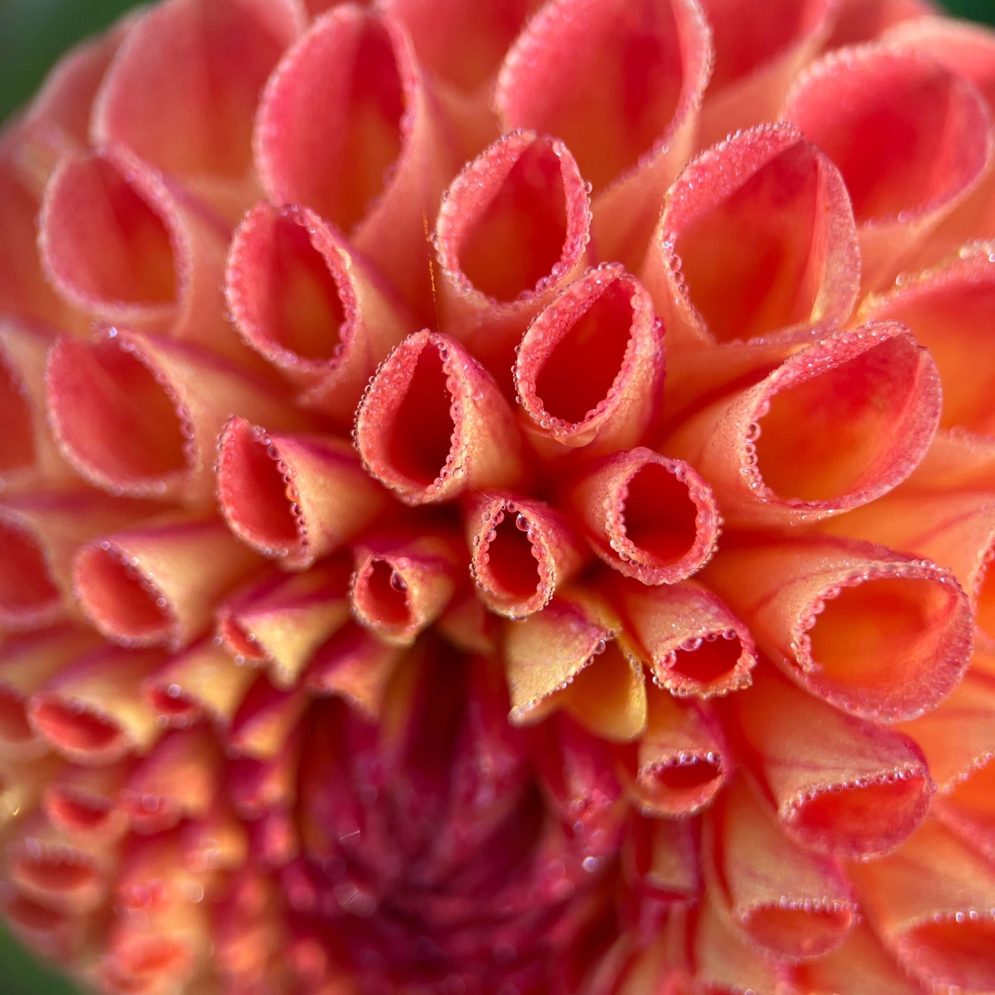 mirella dahlia tuber, mirella dahlia bulb, mirella dahlia flower