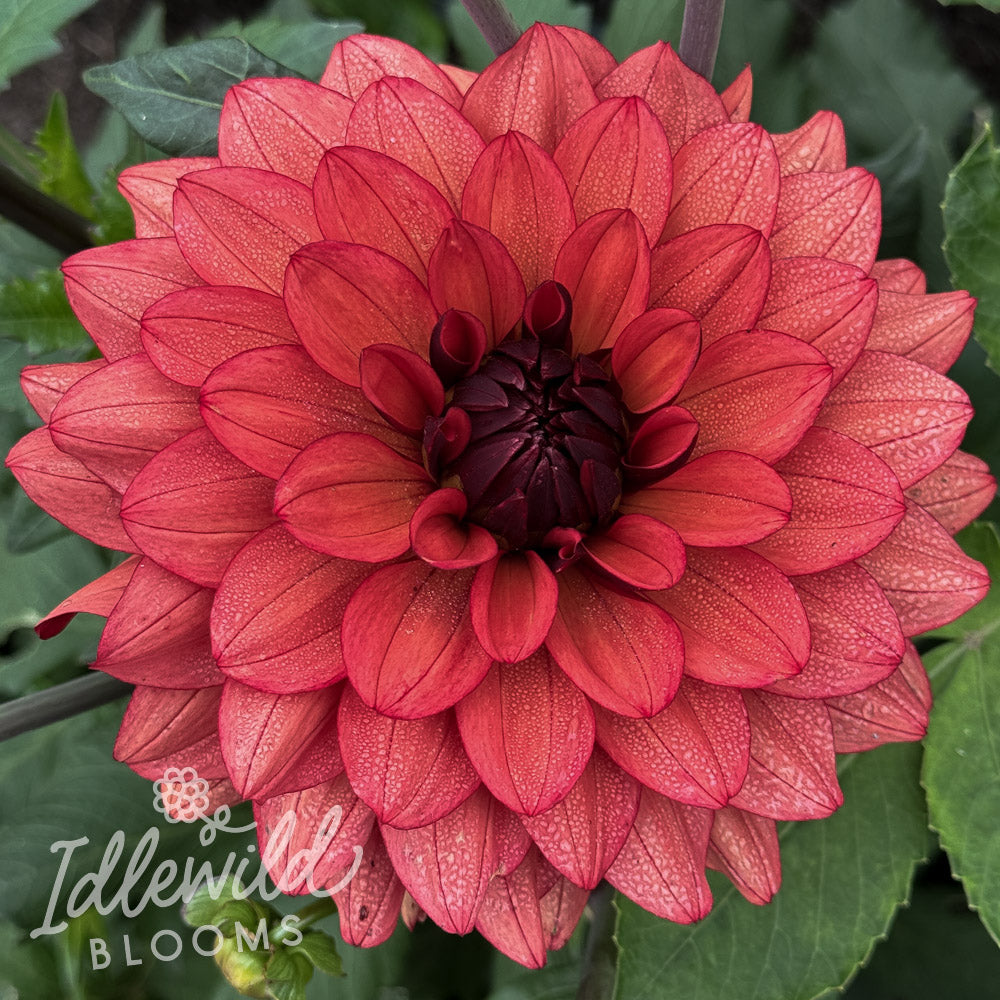 Misses Miley dahlia tuber, Misses Miley dahlia flower, Misses Miley dahlia bulb