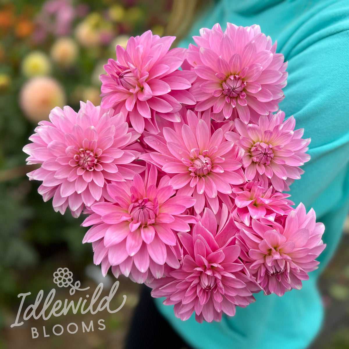 Ms Bubbles dahlia tubers, Ms Bubbles dahlia bulbs, Ms Bubbles dahlia bouquet