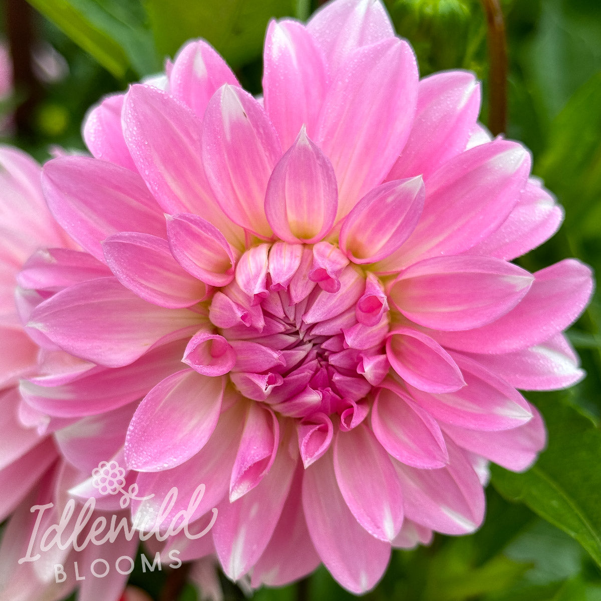 Ms Bubbles dahlia tuber, Ms Bubbles dahlia bulb, Ms Bubbles dahlia flower