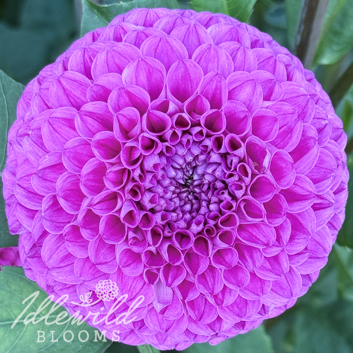 Ms Candy dahlia tuber, Ms Candy dahlia flower, Ms Candy dahlia bulb