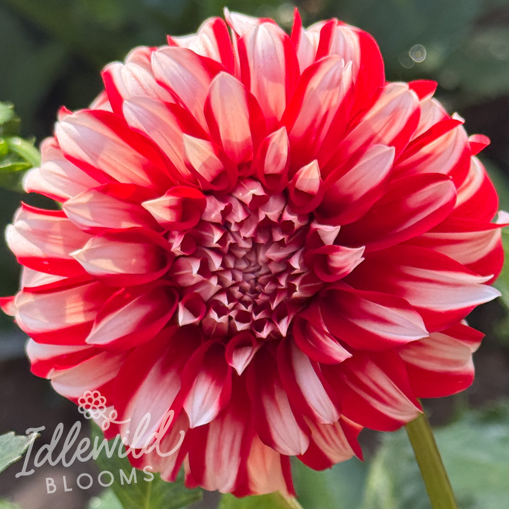 Ms Julie dahlia tuber, Ms Julie dahlia flower, Ms Julie dahlia bulb