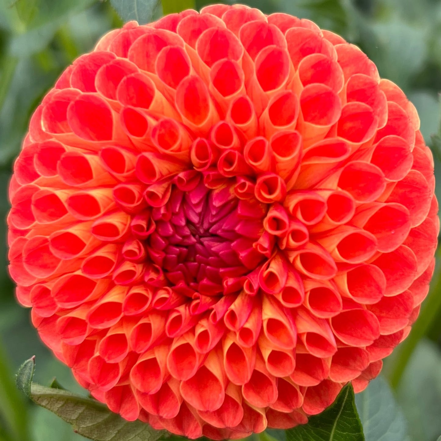 Ms Kennedy dahlia tuber, Ms Kennedy dahlia flower, Ms Kennedy dahlia bulb