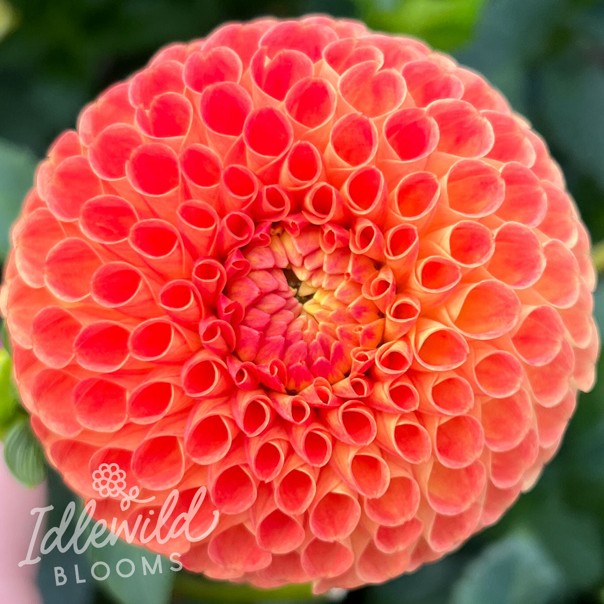 Ms Kennedy dahlia tubers, Ms Kennedy dahlia bulbs, Ms Kennedy dahlia flowers