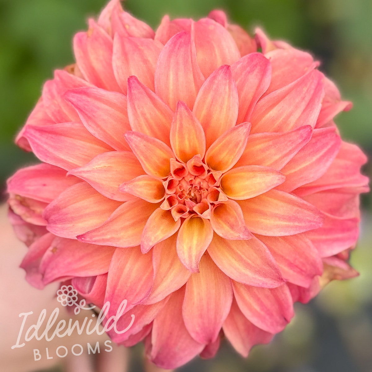 Ms Prissy dahlia tuber, Ms Prissy dahlia flower, Ms Prissy dahlia bulb