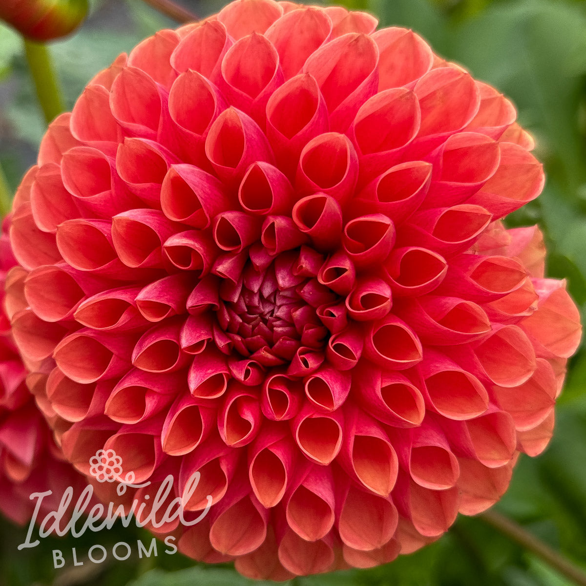 Narrows Brooks dahlia tuber, Narrows Brooks dahlia bulb, Narrows Brooks dahlia flower