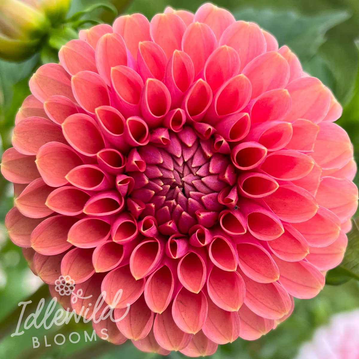 Narrows Erica dahlia tuber, Narrows Erica dahlia bulb, Narrows Erica dahlia flower