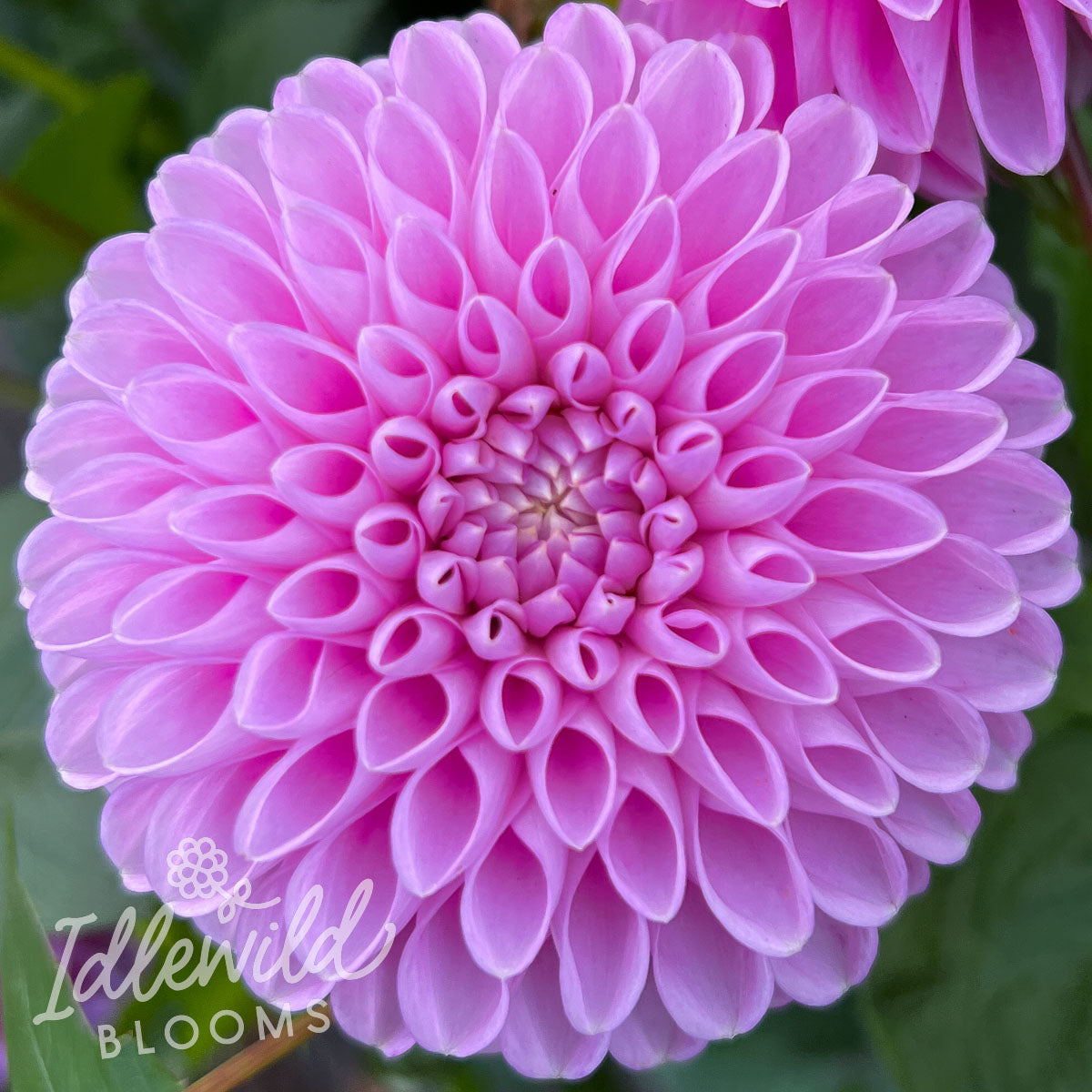 narrows pam dahlia tuber, narrows pam dahlia bulb, narrows pam dahlia flower