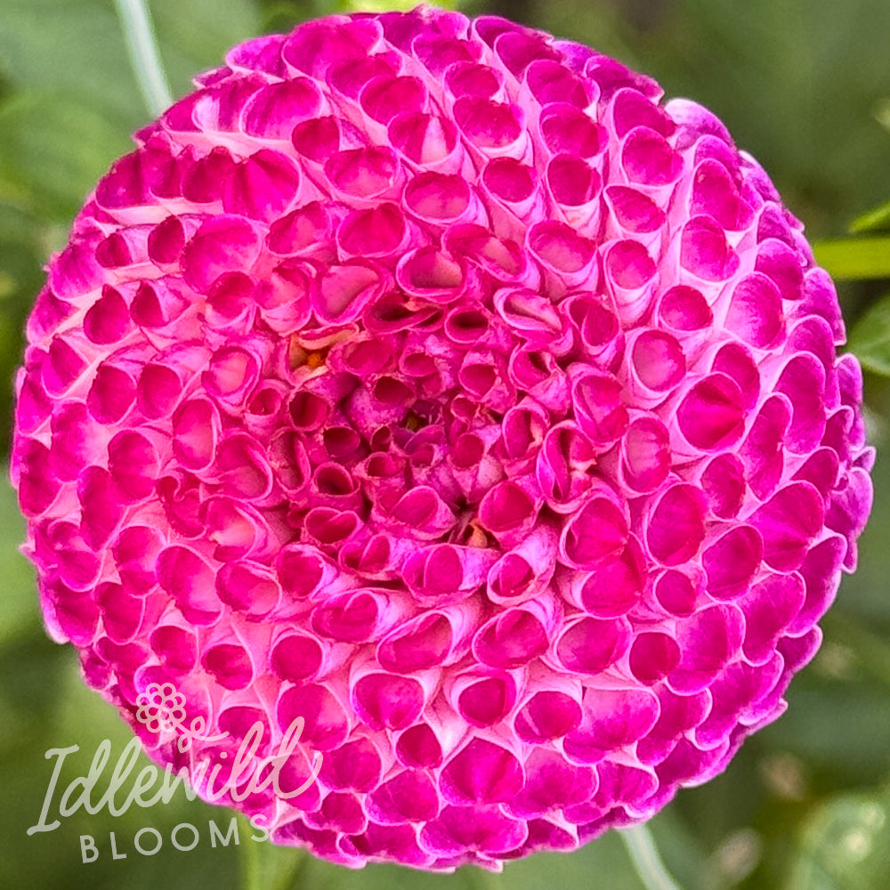 Nellie's Rose dahlia tuber, Nellie's Rose dahlia flower, Nellie's Rose dahlia bulb