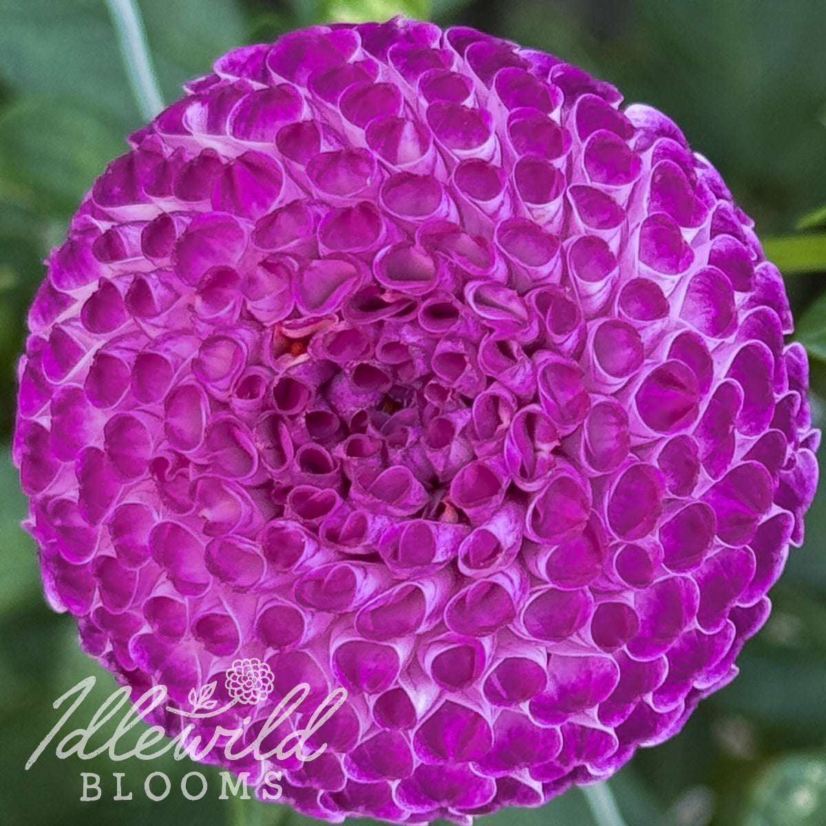 Nellie's Rose dahlia tuber, Nellie's Rose dahlia flower, Nellie's Rose dahlia bulb