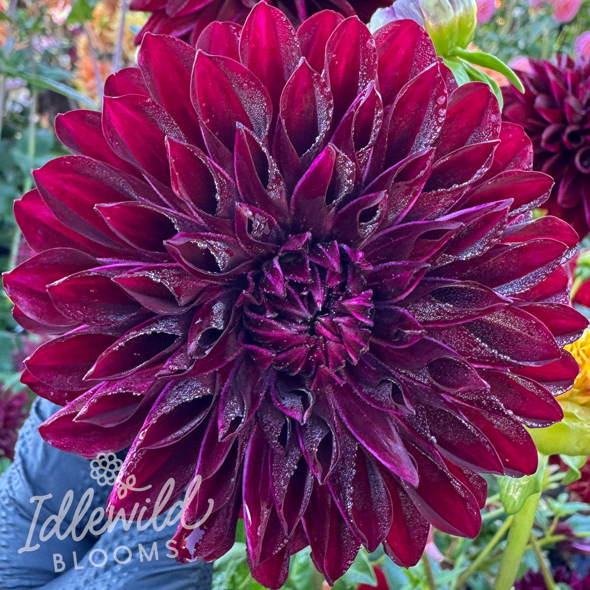 Nighty Night dahlia tuber, Nighty Night dahlia flower, Nighty Night dahlia bulb