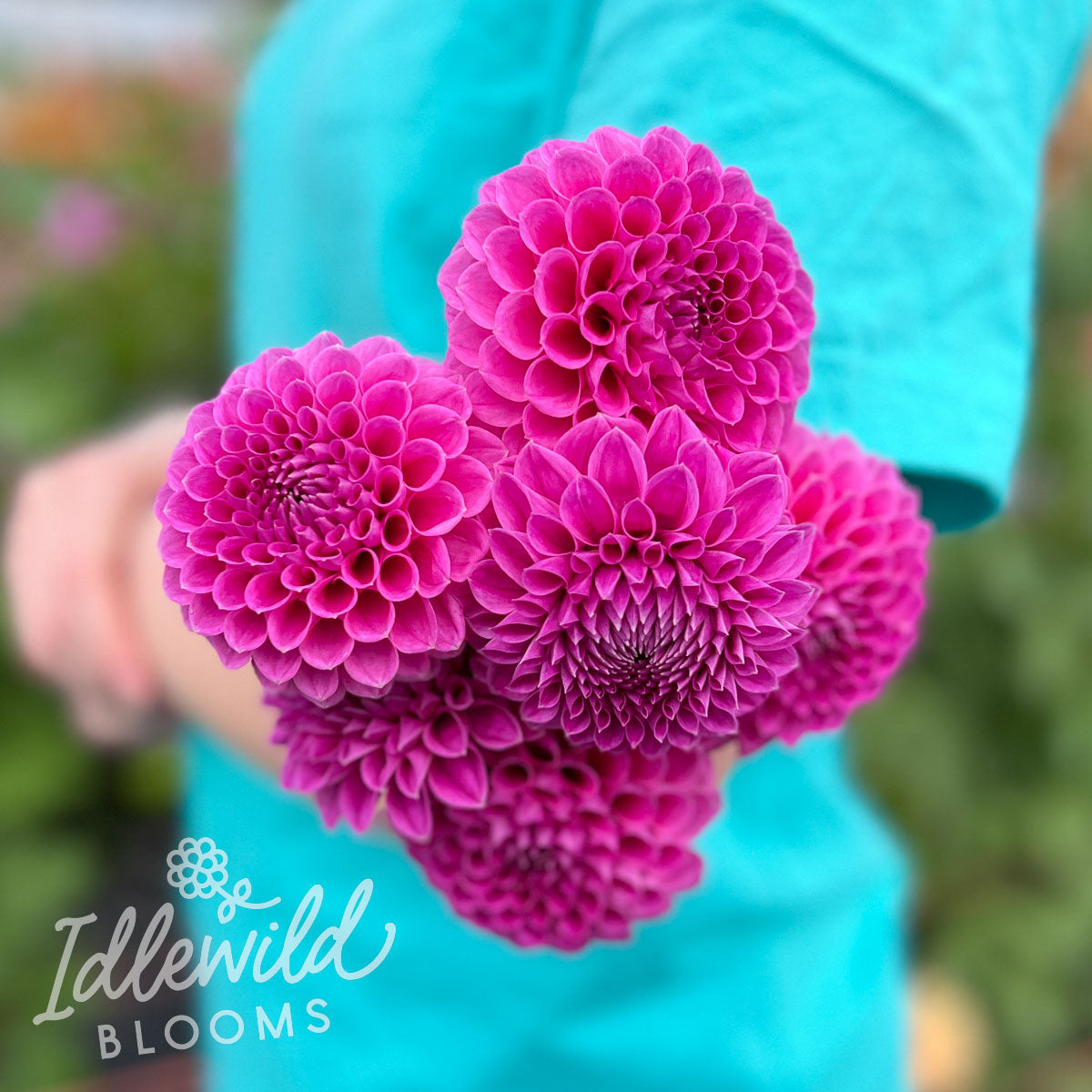 Nijinsky dahlia bouquet, Nijinsky dahlia flowers, Nijinsky dahlia bulbs, Nijinsky dahlia tubers