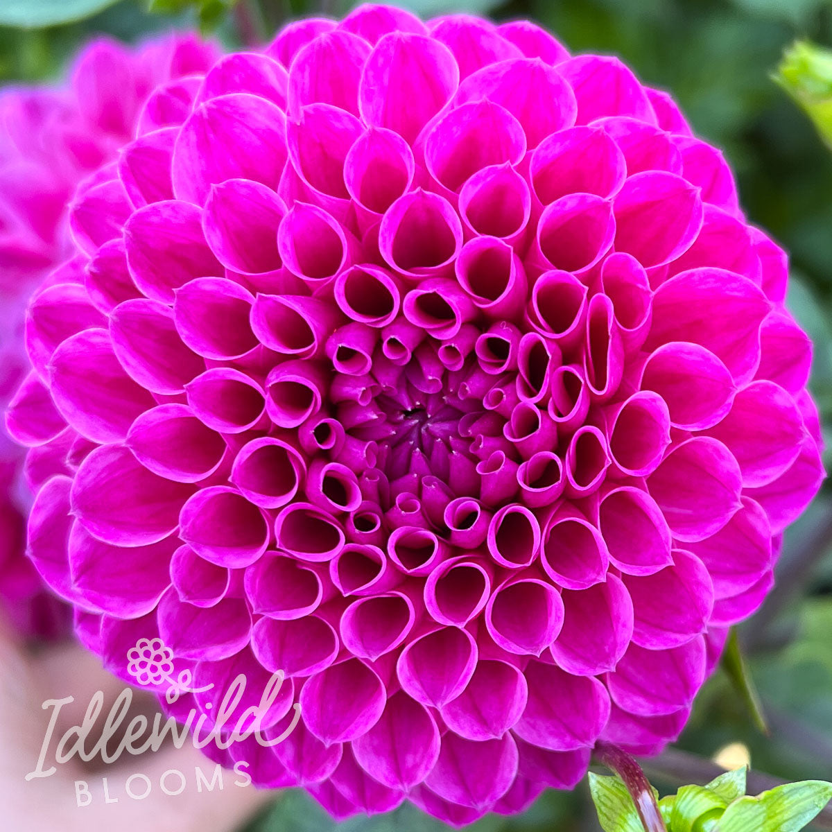 Nijinksy dahlia tuber, Nijinksy dahlia bulb, Nijinksy dahlia flower