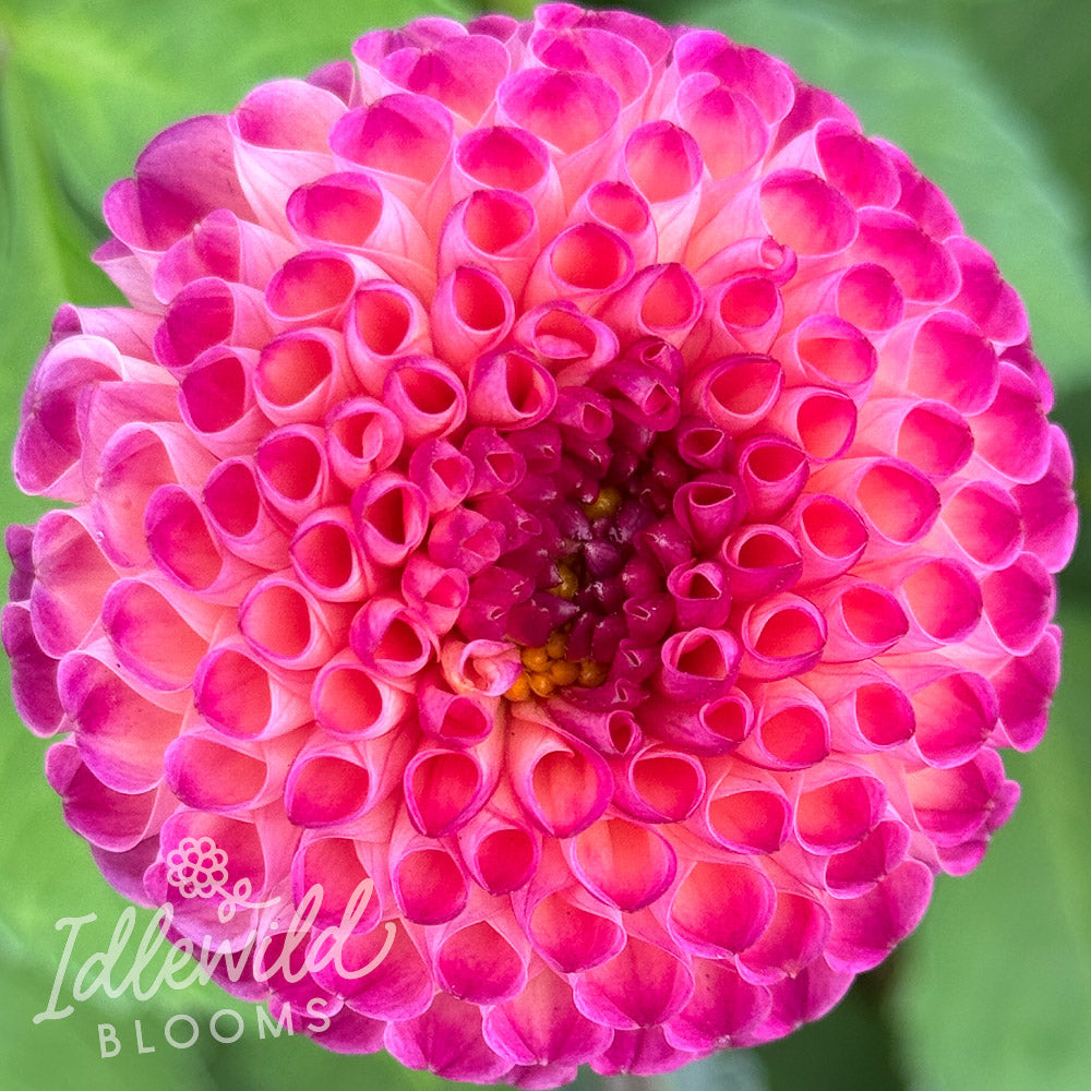 Nuland's Josephine dahlia tuber, Nuland's Josephine dahlia flower, Nuland's Josephine dahlia bulb