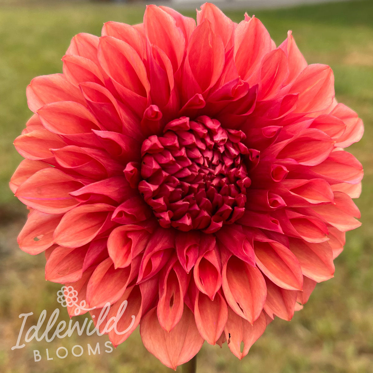 Orange Globe dahlia tuber, Orange Globe dahlia bulb, Orange Globe dahlia flower