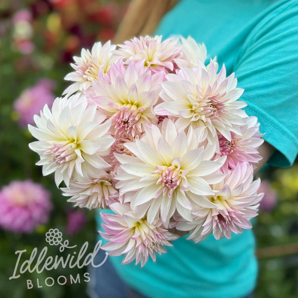 Oreti Candy dahlia bouquet, Oreti Candy dahlia tubers, Oreti Candy dahlia bulbs