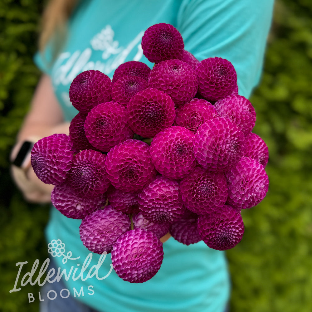 Oreti Duke dahlia bouquet, Oreti Duke dahlia tubers, Oreti Duke dahlia bulbs