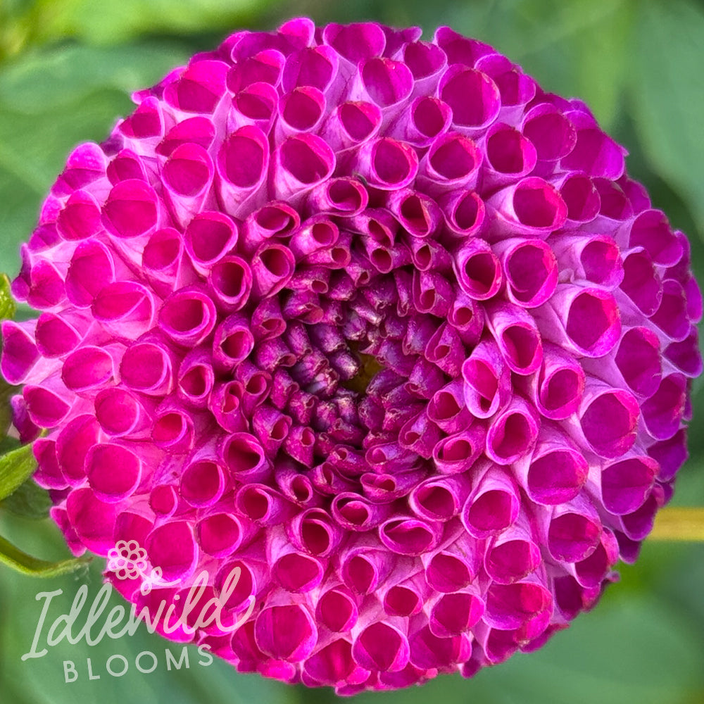 Oreti Duke dahlia tuber, Oreti Duke dahlia flower, Oreti Duke dahlia bulb