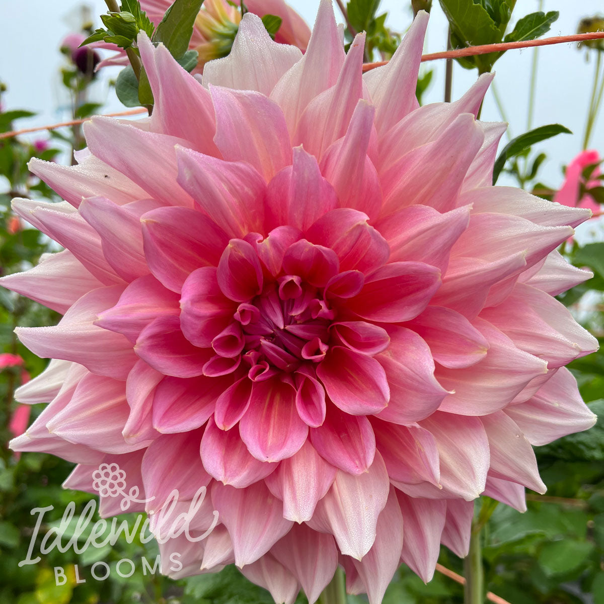 ottos thrill dahlia tuber, ottos thrill dahlia bulb, ottos thrill dahlia flower