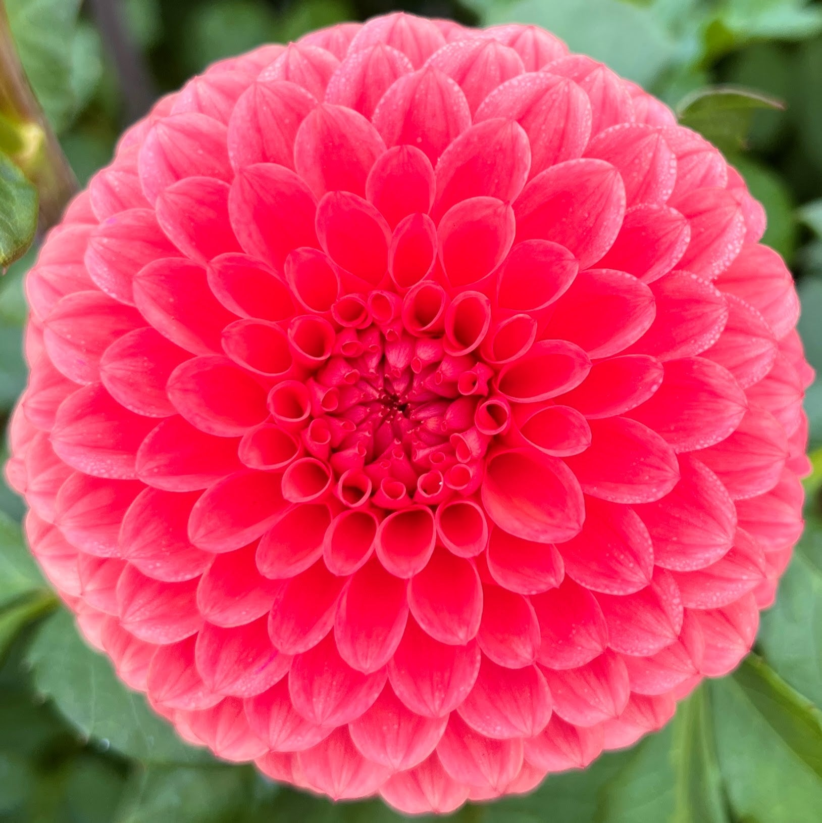 Parkland Tribute dahlia tuber, Parkland Tribute dahlia bulb, Parkland Tribute dahlia flower