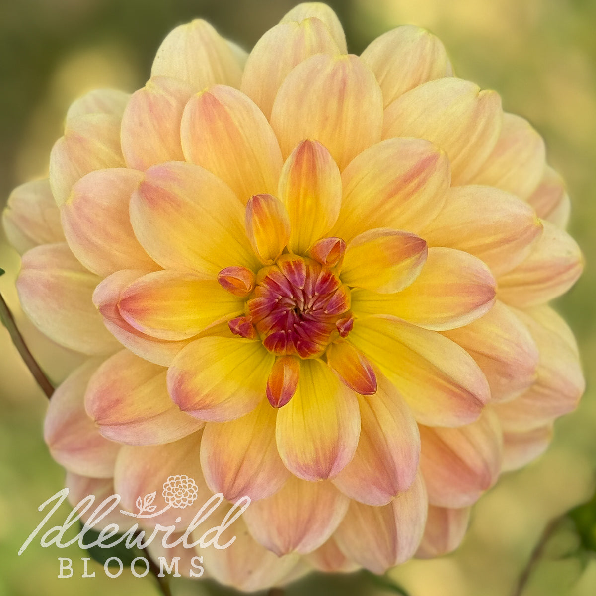 Pat Fearey dahlia tuber, Pat Fearey dahlia bulb, Pat Fearey dahlia flower